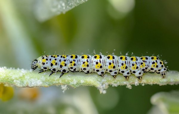Quelles sont les précautions à prendre face aux vers blancs ?