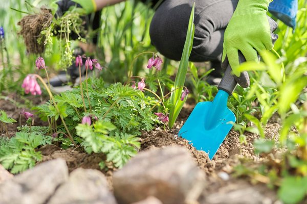 Lutte biologique : un outil avantageux pour protéger des cultures